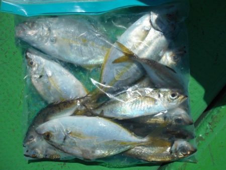 こかわ渡船　雅丸 釣果