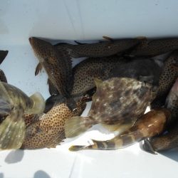 こかわ渡船　雅丸 釣果