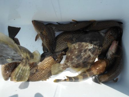 こかわ渡船　雅丸 釣果