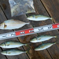 こかわ渡船 雅丸 釣果