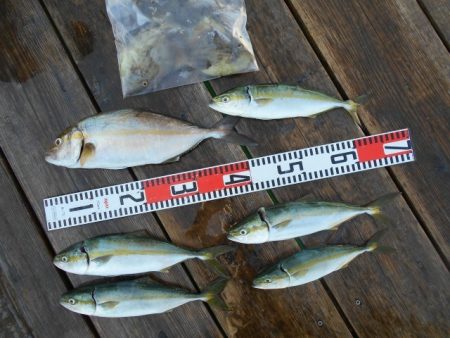 こかわ渡船　雅丸 釣果