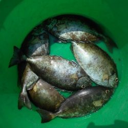 こかわ渡船　雅丸 釣果