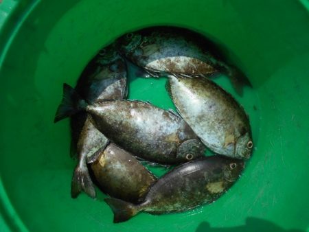 こかわ渡船　雅丸 釣果