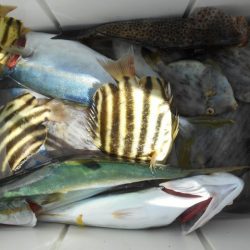 こかわ渡船　雅丸 釣果