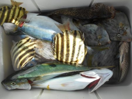 こかわ渡船　雅丸 釣果