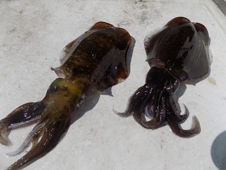 フィッシングボート空風（そらかぜ） 釣果