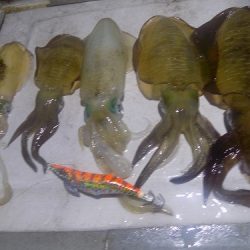 フィッシングボート空風(そらかぜ) 釣果