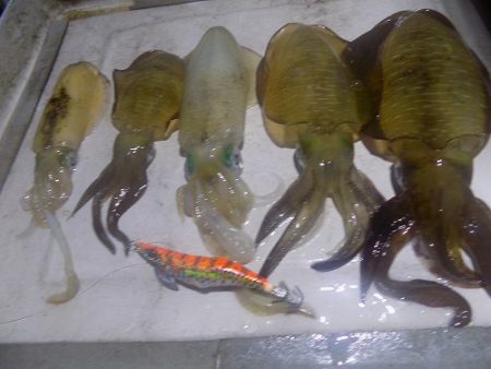 フィッシングボート空風（そらかぜ） 釣果