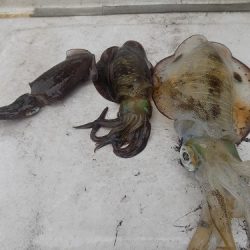 フィッシングボート空風(そらかぜ) 釣果