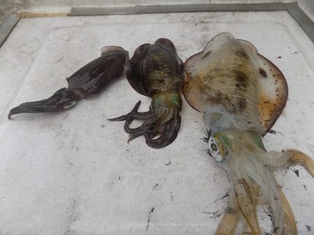 フィッシングボート空風(そらかぜ) 釣果