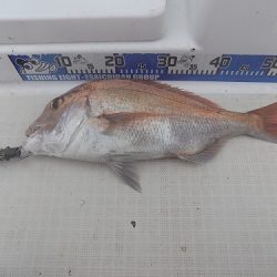 フィッシングボート空風(そらかぜ) 釣果