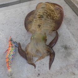 フィッシングボート空風(そらかぜ) 釣果