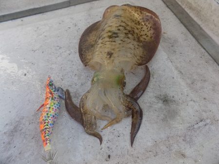 フィッシングボート空風(そらかぜ) 釣果