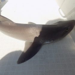 フィッシングボート空風(そらかぜ) 釣果