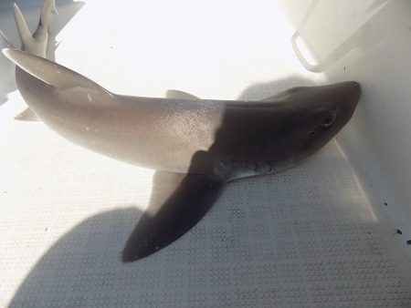 フィッシングボート空風(そらかぜ) 釣果