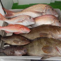 フィッシングボート空風(そらかぜ) 釣果