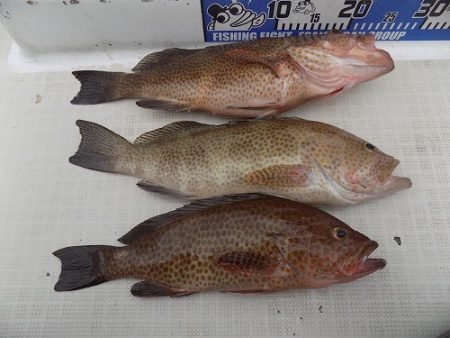 フィッシングボート空風(そらかぜ) 釣果