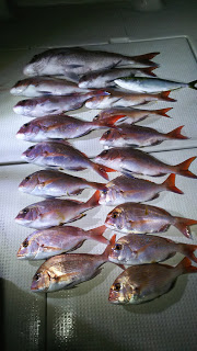 釣り舟　海竜 釣果