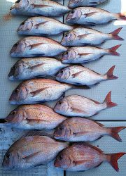 釣り舟　海竜 釣果