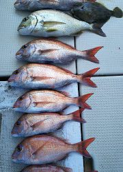 釣り舟　海竜 釣果