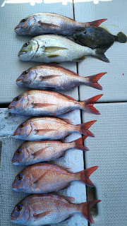 釣り舟　海竜 釣果