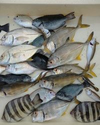 和歌山マリーナシティ釣り公園 釣果