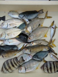 和歌山マリーナシティ釣り公園 釣果