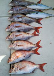 釣り舟 海竜 釣果