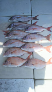 釣り舟　海竜 釣果