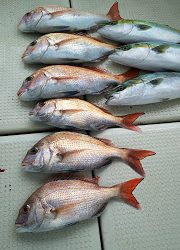 釣り舟 海竜 釣果