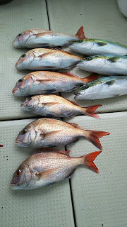 釣り舟　海竜 釣果