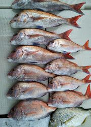 釣り舟 海竜 釣果