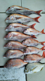 釣り舟　海竜 釣果