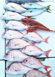 釣り舟 海竜 釣果