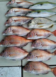 釣り舟 海竜 釣果