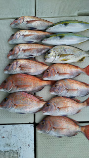 釣り舟　海竜 釣果