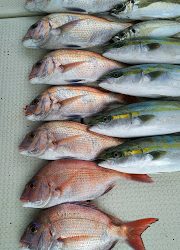 釣り舟　海竜 釣果