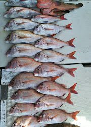 釣り舟 海竜 釣果