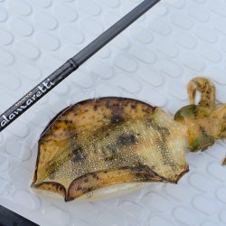 Fisherman Dreams DI 釣果