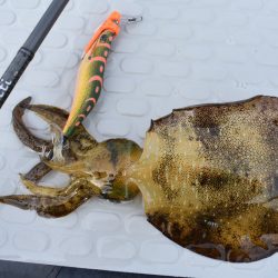 Fisherman Dreams DI 釣果