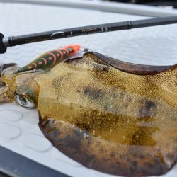 Fisherman Dreams DI 釣果