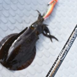 Fisherman Dreams DI 釣果