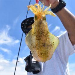 Fisherman Dreams DI 釣果