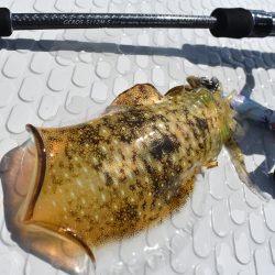 Fisherman Dreams DI 釣果