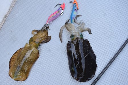 Fisherman Dreams DI 釣果