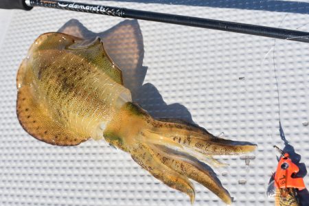 Fisherman Dreams DI 釣…