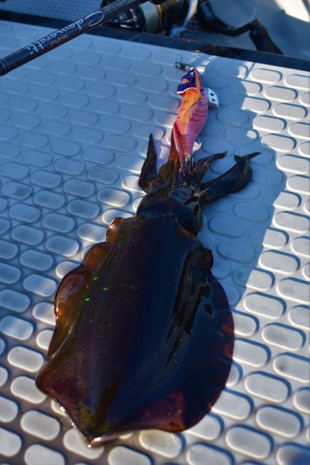 Fisherman Dreams DI 釣果