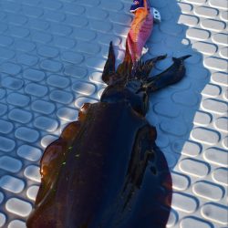 Fisherman Dreams DI 釣果