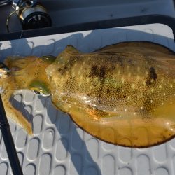 Fisherman Dreams DI 釣果