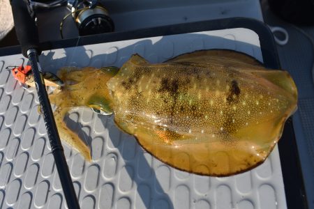 Fisherman Dreams DI 釣果